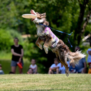 An airborne dog with a frisbee in its mouth