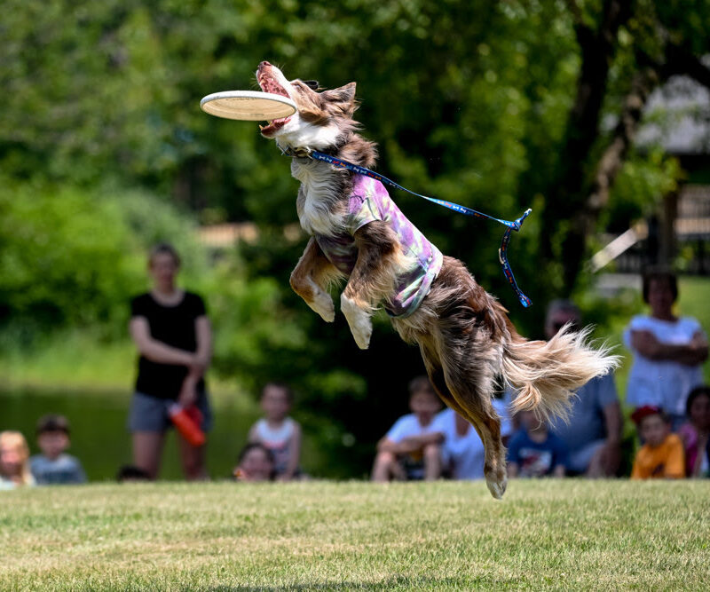 An airborne dog with a frisbee in its mouth