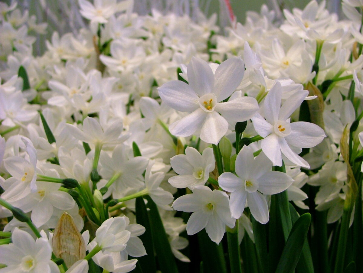 Paperwhite Ziva flowers