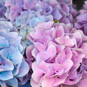 closeup photo of pink and purple hydrangeas