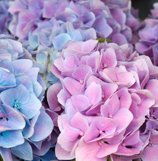 closeup photo of pink and purple hydrangeas
