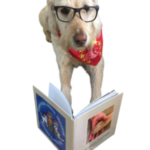 yellow lab wearing eyeglasses and a red neckerchief reading a book