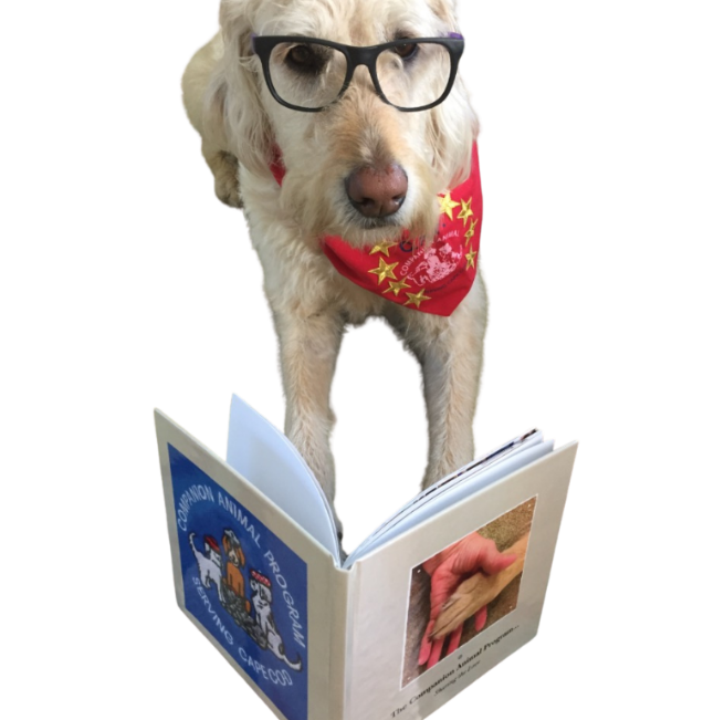 yellow lab wearing eyeglasses and a red neckerchief reading a book