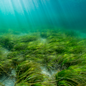 Underwater shot of the floor of West Falmouth Harbor in Massachusetts USA
