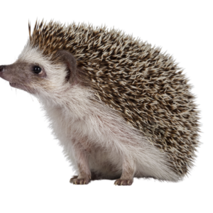 photo of a hedgehog