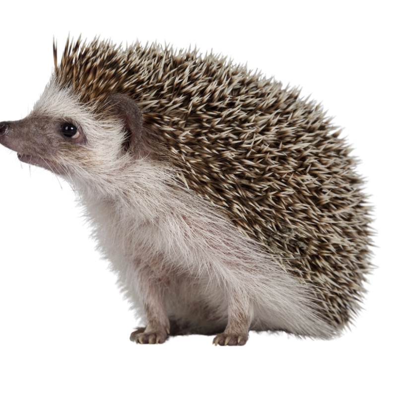 photo of a hedgehog