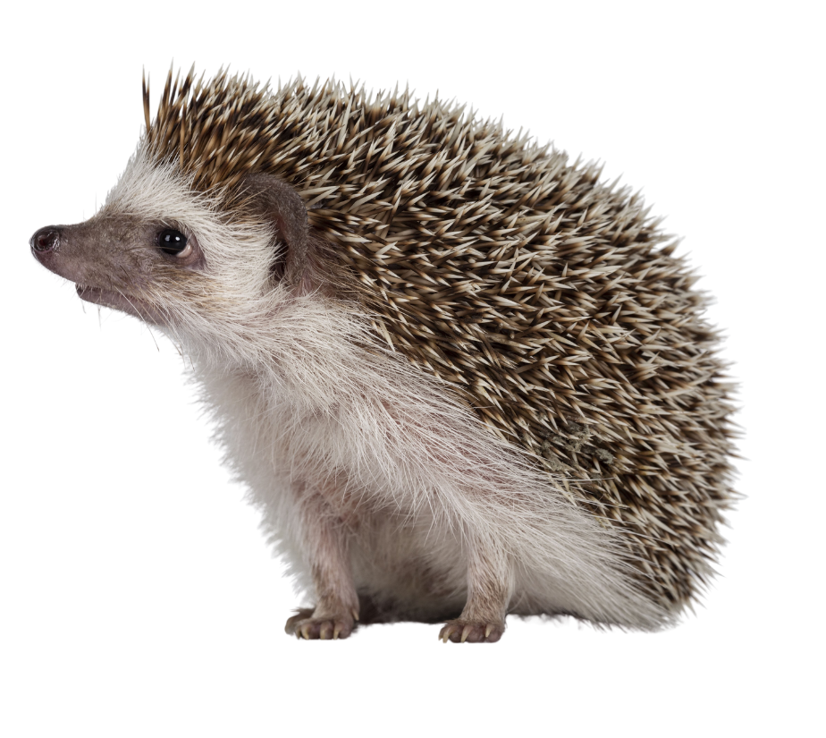 photo of a hedgehog